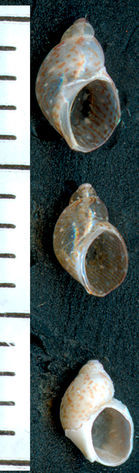 Tricolia cfr. pullus